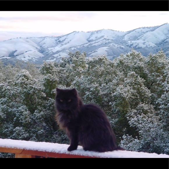 ChinaCatSunflower - Picture 1 of 6